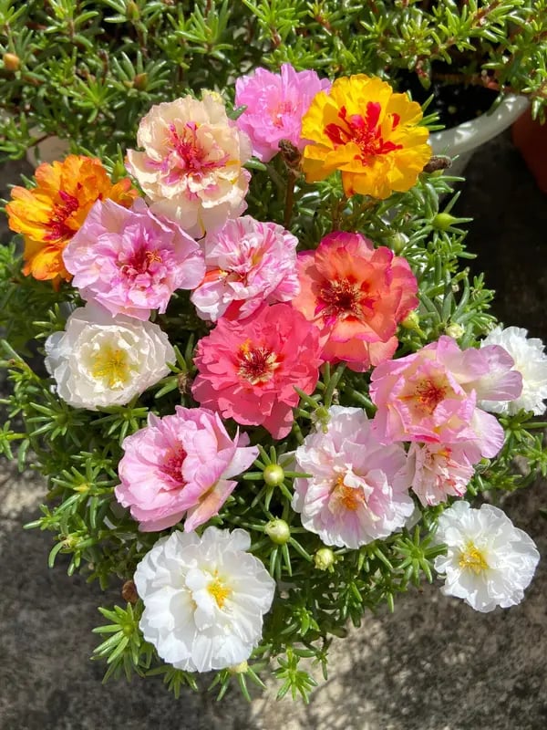 🌸Moss Rose Seeds – 🌿Perennial Flower Seeds / Large Flowers / Easy to Grow