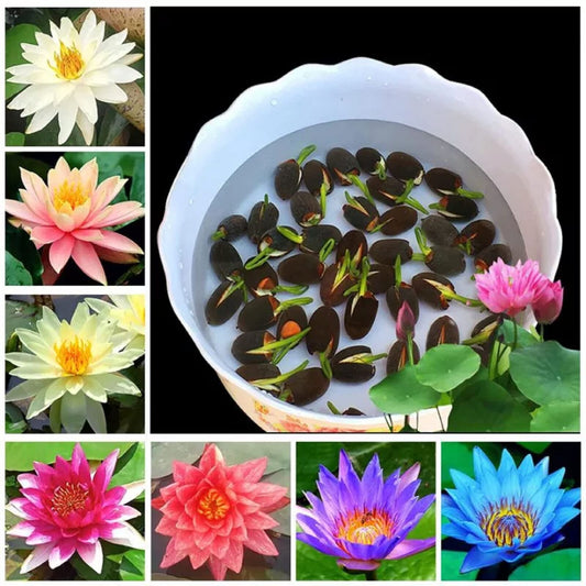 20/50/100Pcs The Premium Bonsai Lotus Flower Seeds