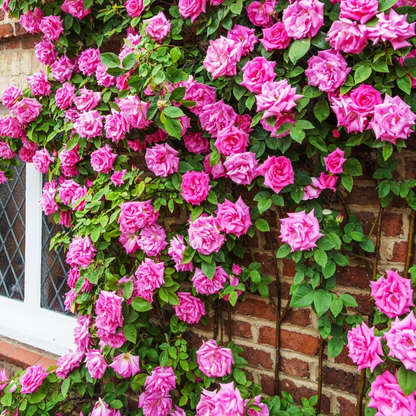 Mix Climbing Rose Seeds for Planting