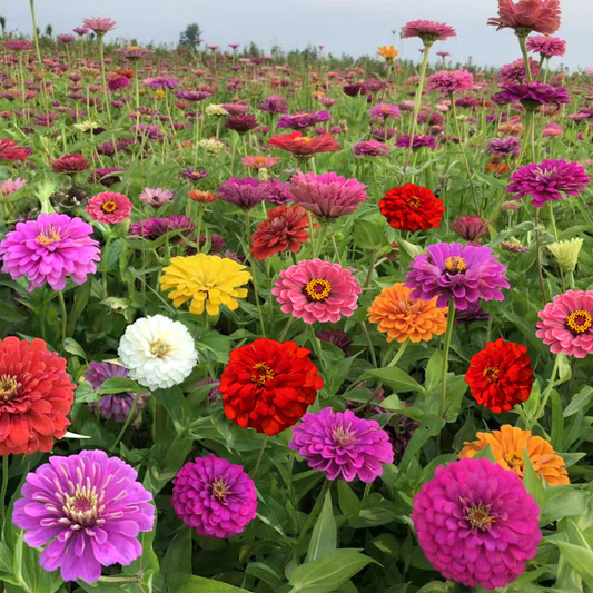 Zinnia Seeds Mix