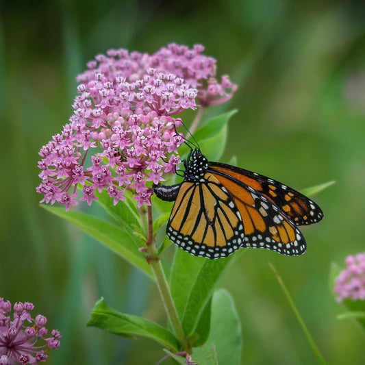 Pollinators, Monarch Butterfly Garden Mix