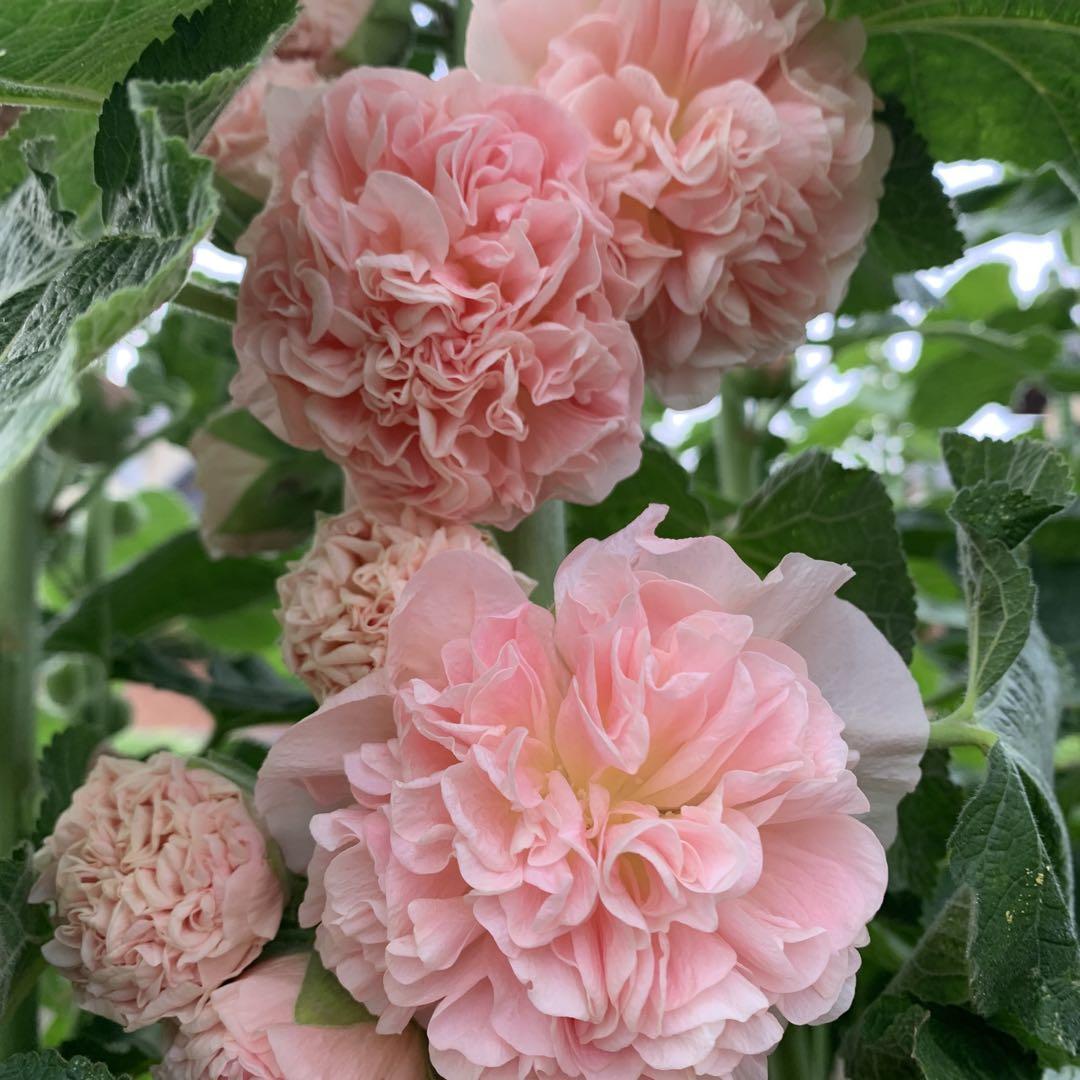 Double Hollyhock Seeds