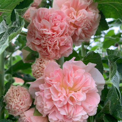Double Hollyhock Seeds
