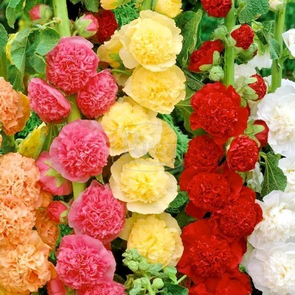 Double Hollyhock Seeds