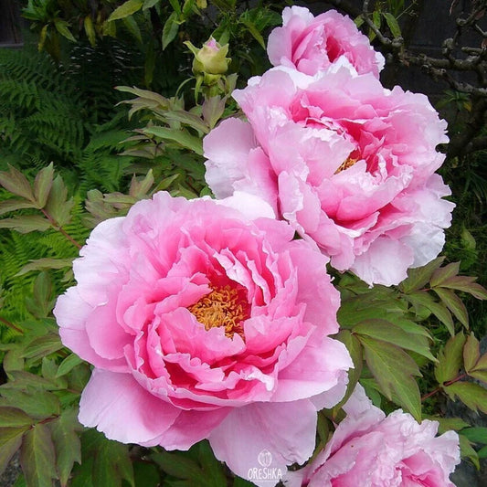 Mix Color Peony Seeds (Autumn Saw)