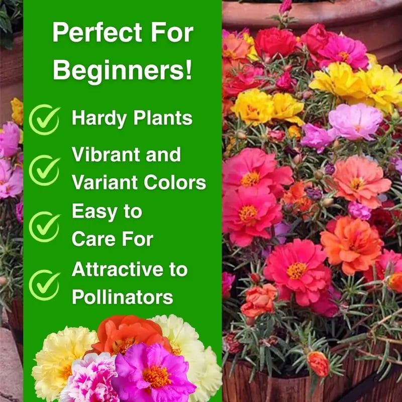 🌸Moss Rose Seeds – 🌿Perennial Flower Seeds / Large Flowers / Easy to Grow