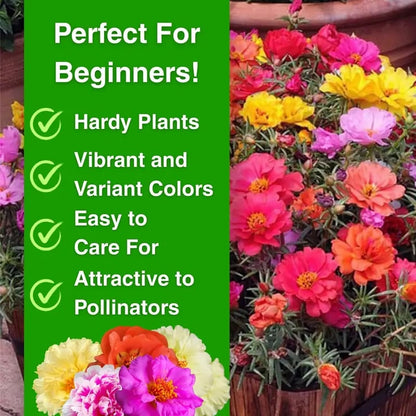 🌸Moss Rose Seeds – 🌿Perennial Flower Seeds / Large Flowers / Easy to Grow