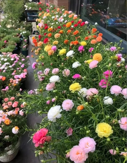 🌸Moss Rose Seeds – 🌿Perennial Flower Seeds / Large Flowers / Easy to Grow