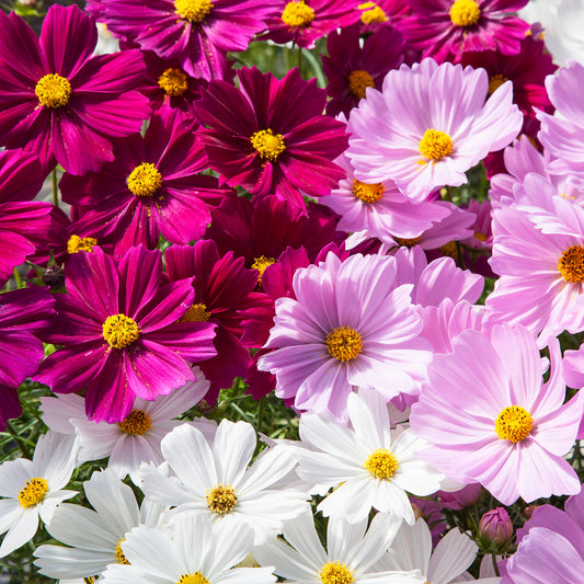 Cosmos Flower Seed Mix