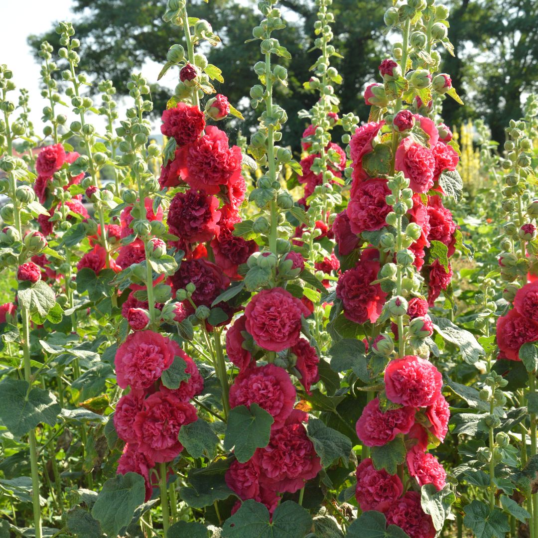 Double Hollyhock Seeds