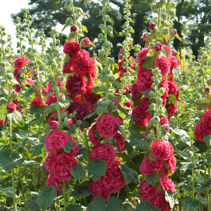 Double Hollyhock Seeds